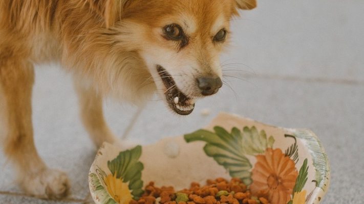 Hund beim fressen des Hundefutters