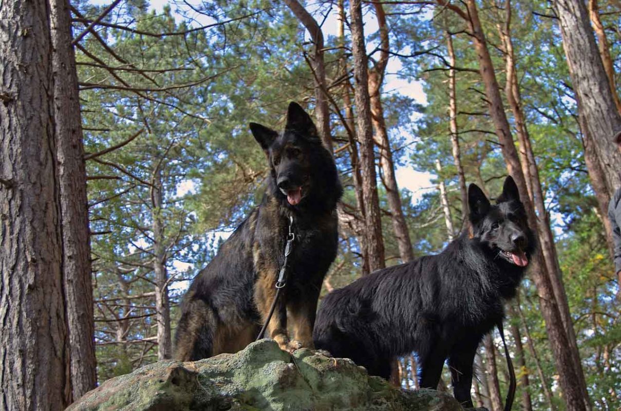 altdeutscher-schaeferhund