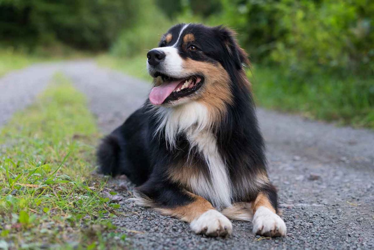 australian-shepherd