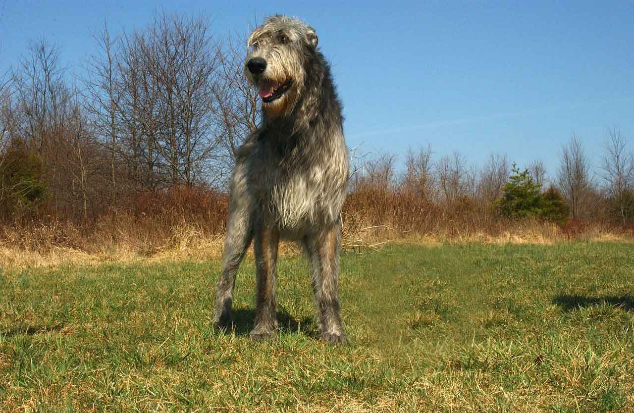 grosse-hunderassen