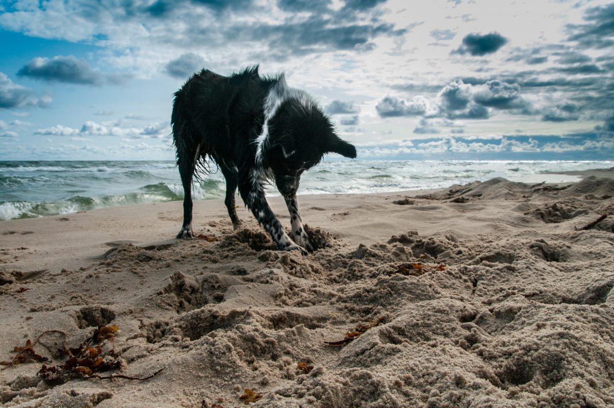 Hund Ostsee