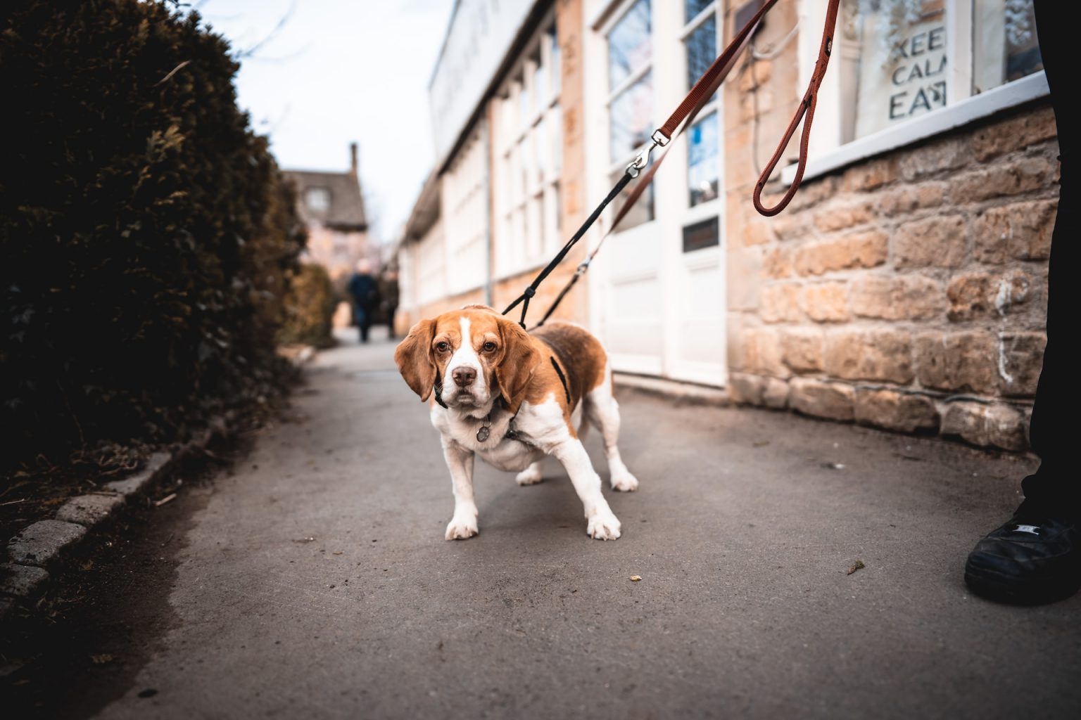 Martin Rütter Hund Zieht An Der Leine Hund zieht an der Leine? Tipps und Tricks für eine entspannte