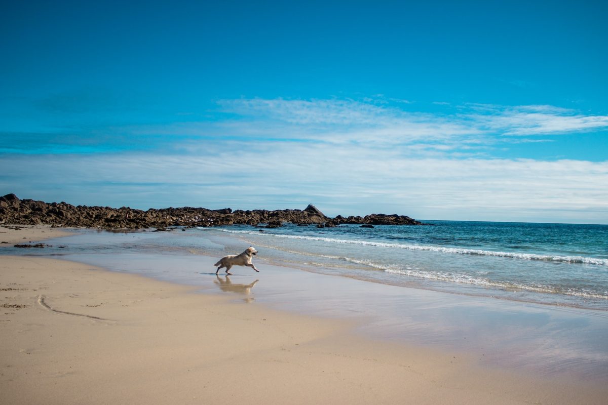 Urlaub mit Hund am Meer