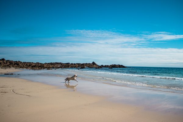 Urlaub mit Hund am Meer