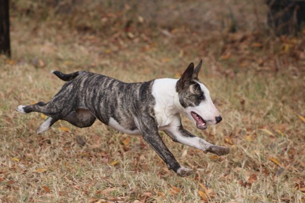 Bullterrier