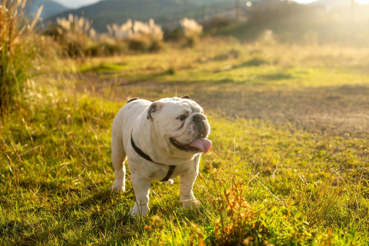 Englische Bulldogge