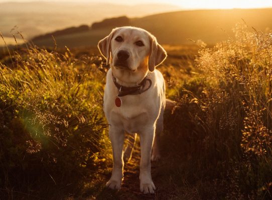 Labrador