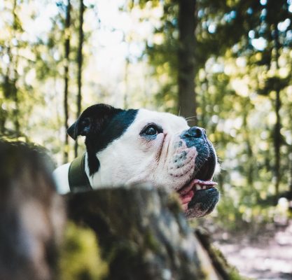 Old English Bulldog