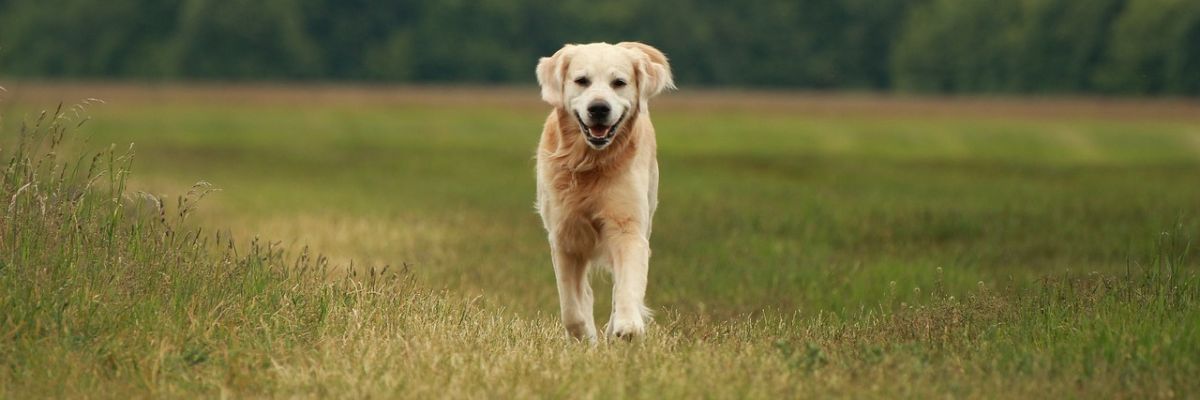 Hund läuft über Wiese