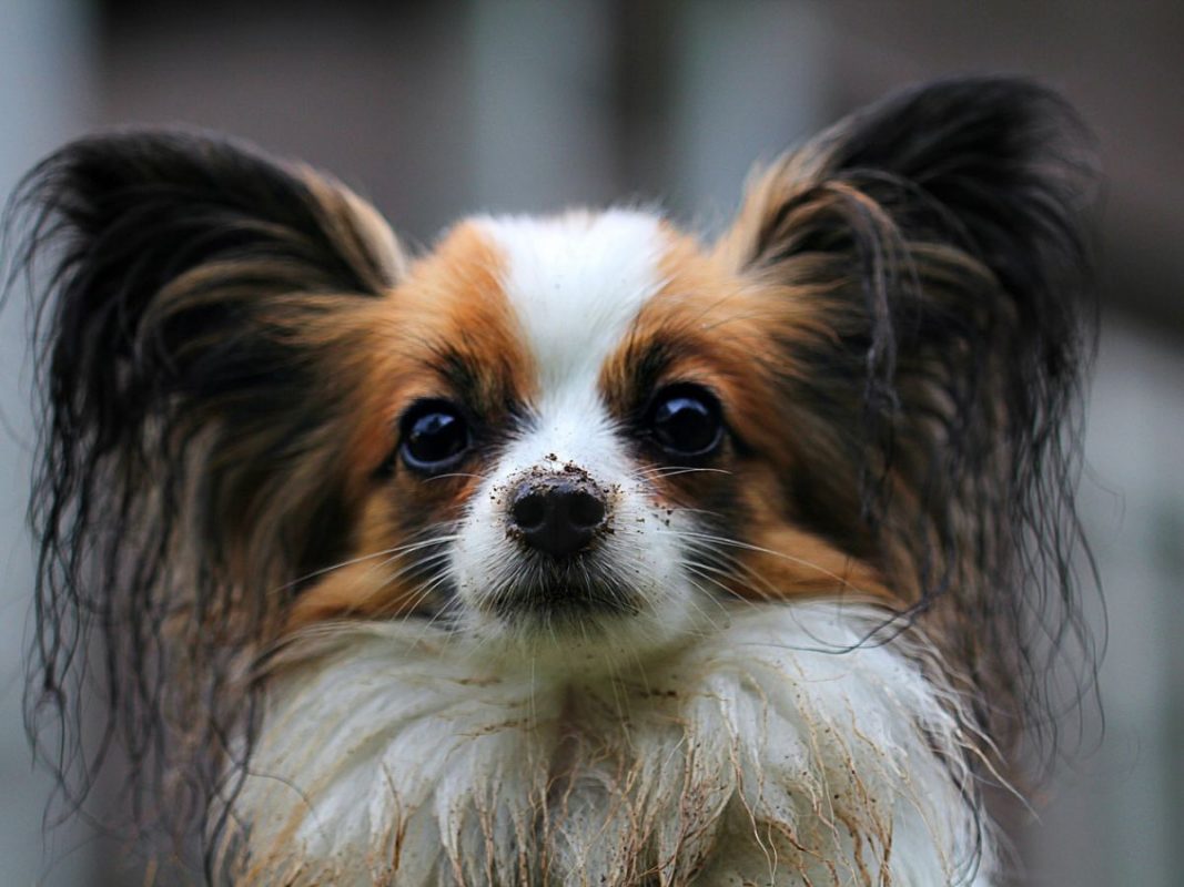 papillon