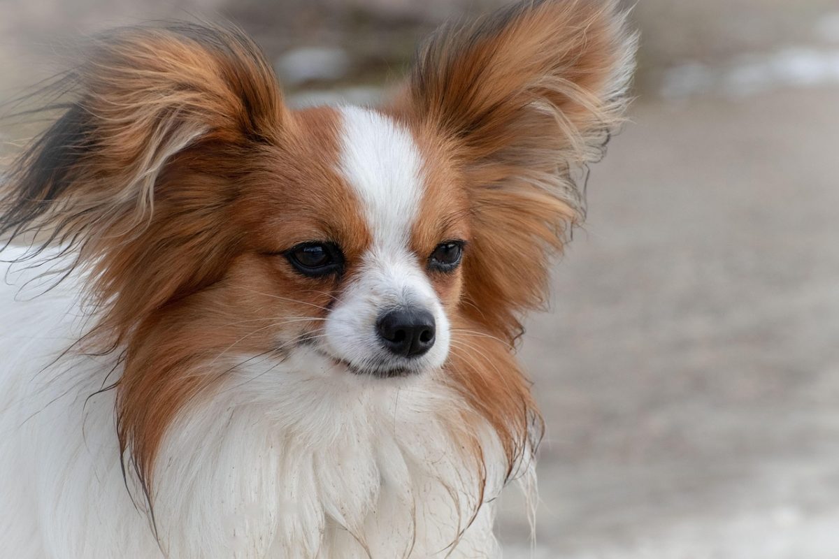 papillon hund mit seinen typischen Schmetterlingsohren