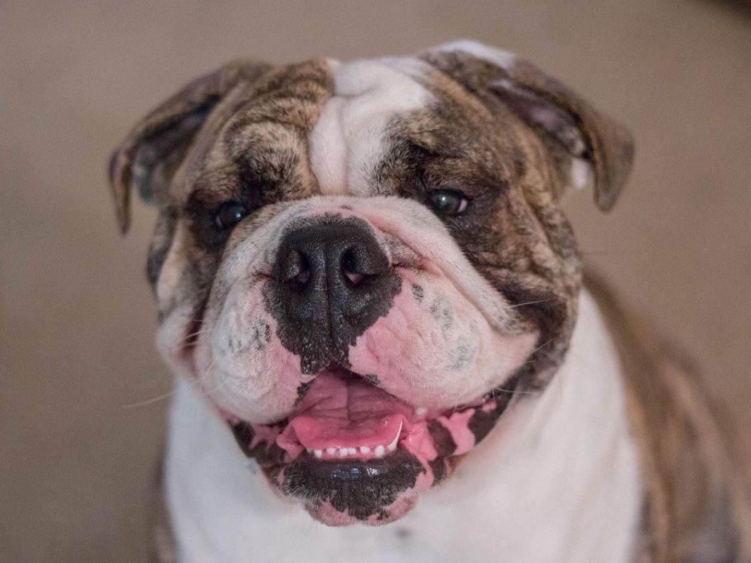 Englische Bulldogge